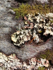 Platismatia norvegica