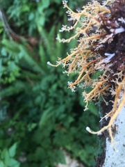 Sphaerophorus venerabilis