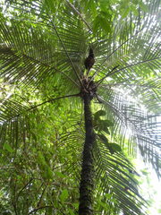 Astrocaryum mexicanum