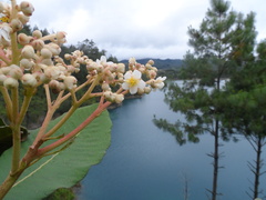 Saurauia madrensis