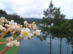 Saurauia madrensis