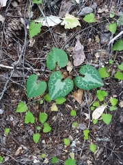 Asarum marmoratum