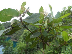 Saurauia madrensis
