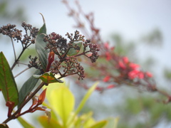 Rovaeanthus strigosus