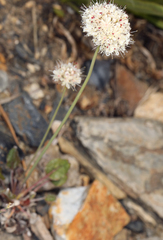 Eriogonum nudum scapigerum
