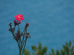 Rovaeanthus strigosus