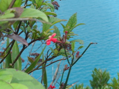 Rovaeanthus strigosus