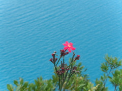 Rovaeanthus strigosus