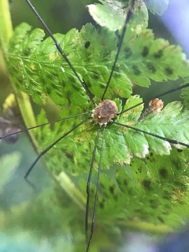 Leiobunum blackwalli photo 4