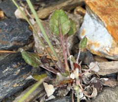 Eriogonum nudum scapigerum