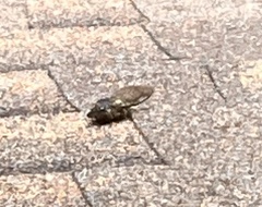 Neotibicen lyricen