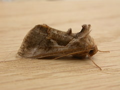 Chrysodeixis subsidens