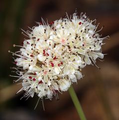Eriogonum nudum scapigerum