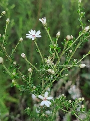 Olearia microphylla