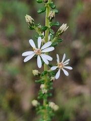 Olearia microphylla