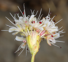 Eriogonum nudum scapigerum