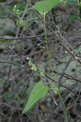 Fallopia cristata