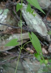 Fallopia cristata