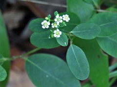 Euphorbia discoidalis