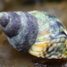 Checkered Periwinkle - Photo (c) Erin McKittrick, some rights reserved (CC BY), uploaded by Erin McKittrick