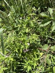 Geranium thunbergii