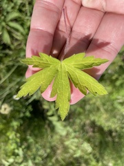 Geranium thunbergii