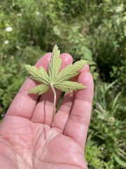 Geranium thunbergii