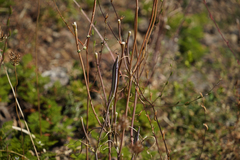 Calochortus clavatus