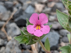 Diplacus deschutesensis