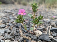 Diplacus deschutesensis