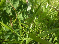 Orchelimum gladiator