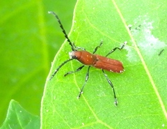 Assycuera rubella