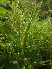 Orchelimum gladiator