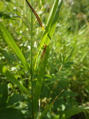 Orchelimum gladiator