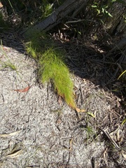 Caustis blakei