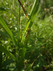 Orchelimum gladiator