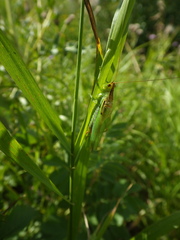 Orchelimum gladiator