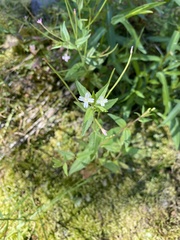 Epilobium lactiflorum