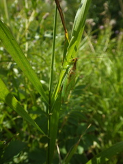 Orchelimum gladiator