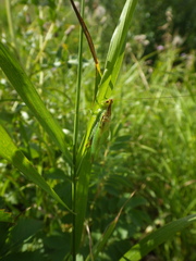 Orchelimum gladiator