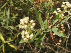 Baccharis salicifolia