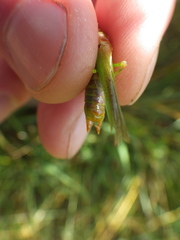 Orchelimum gladiator