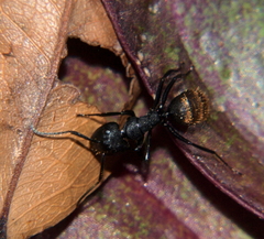 Camponotus chrysurus