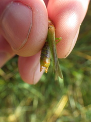 Orchelimum gladiator