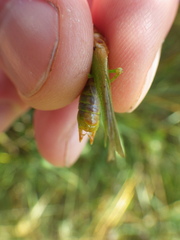 Orchelimum gladiator