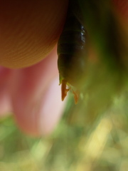 Orchelimum gladiator