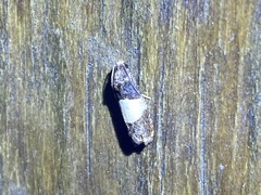 Epiblema tripartitana