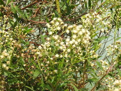 Baccharis salicifolia