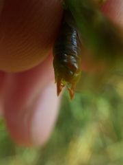 Orchelimum gladiator