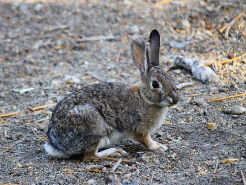 iNaturalist observation photo of Desert Cottontail